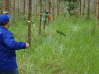 INVENTÁRIO FLORESTAL